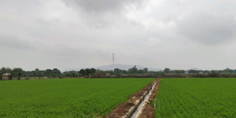 齊塘村農(nóng)田景觀.png