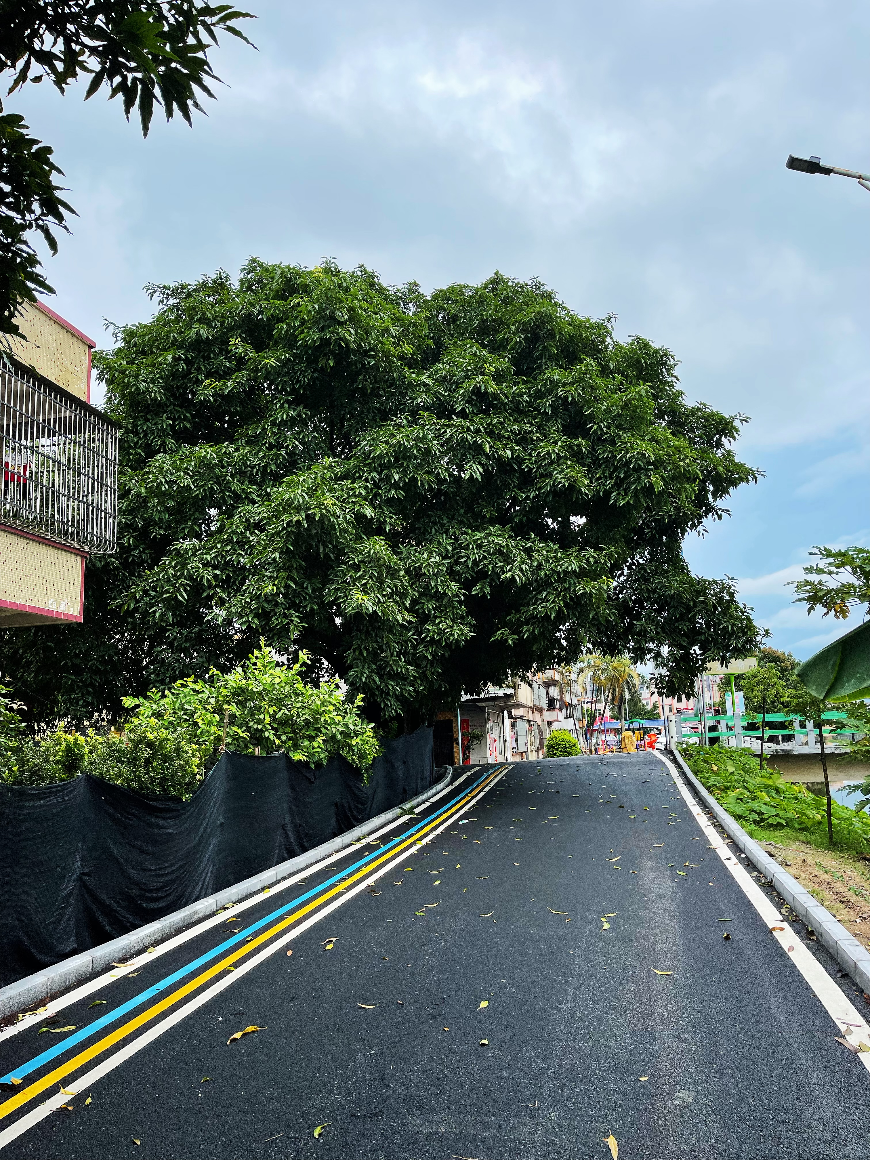 1龍勝一橋頭附近兩棵高大樹木不僅遮擋道路視線，還給村民們造成了安全隱患.jpg