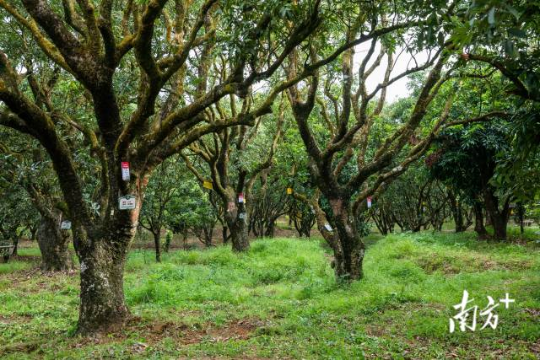 高州根子鎮(zhèn)古荔園，古樹參天，年年碩果累累