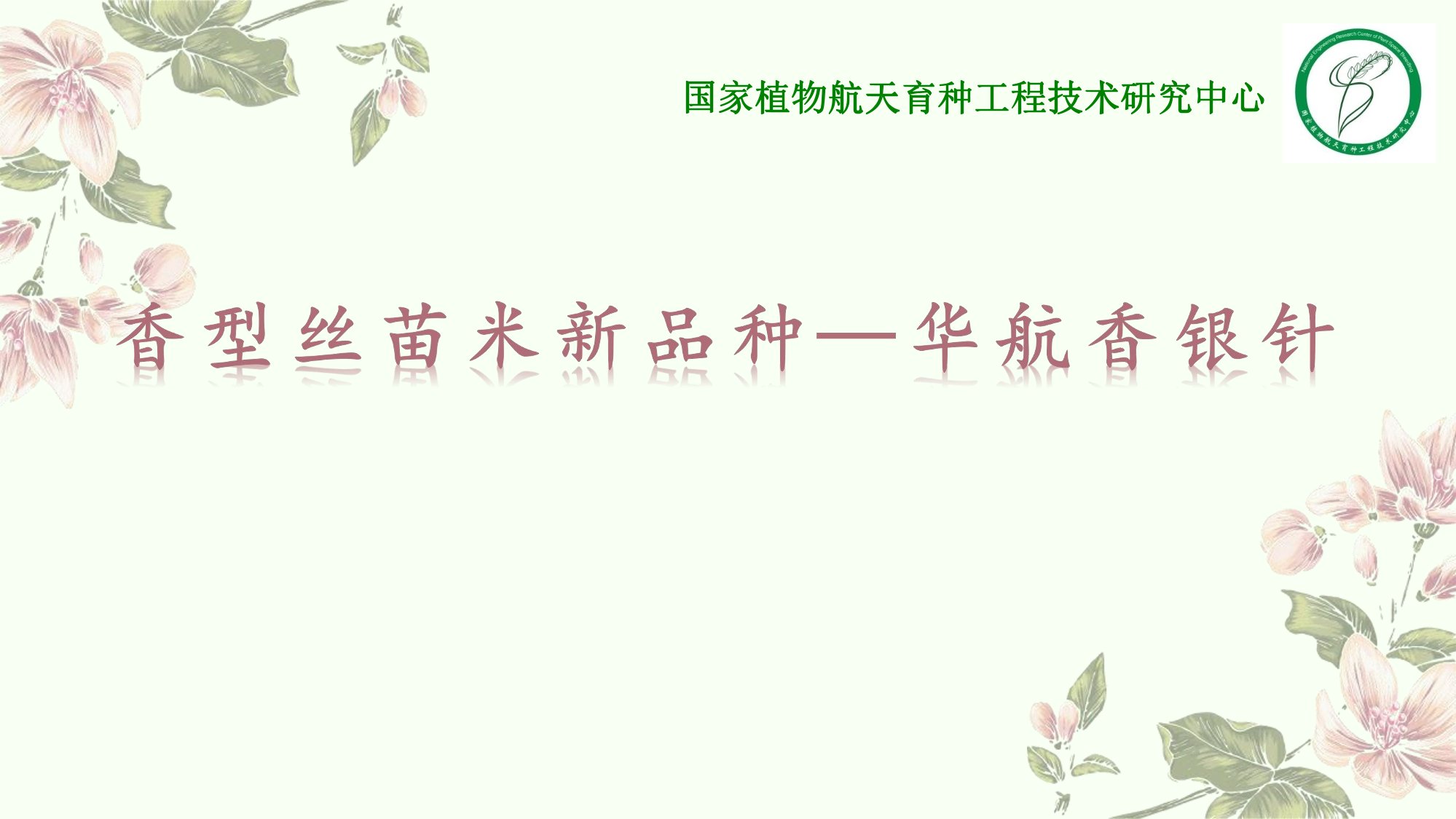 優(yōu)質(zhì)豐產(chǎn)抗病香型絲苗米品種-華航香銀針-華航31號(hào)等品種簡(jiǎn)介-1.jpg