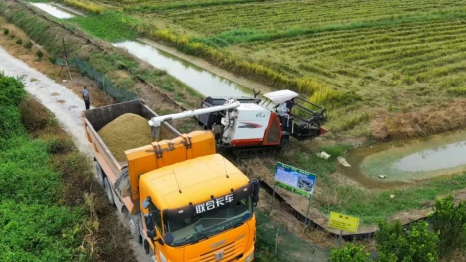 水稻喜迎豐收！長沙街道三聯(lián)村“稻蝦”養(yǎng)殖基地開啟鄉(xiāng)村振興新“稻”路